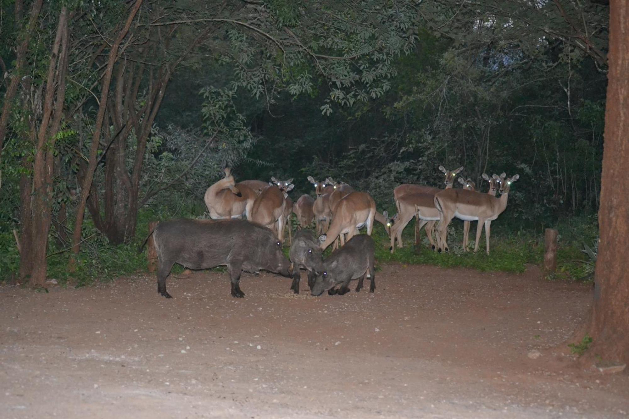 Kiburi Cottage @ Kruger Marloth Park Buitenkant foto