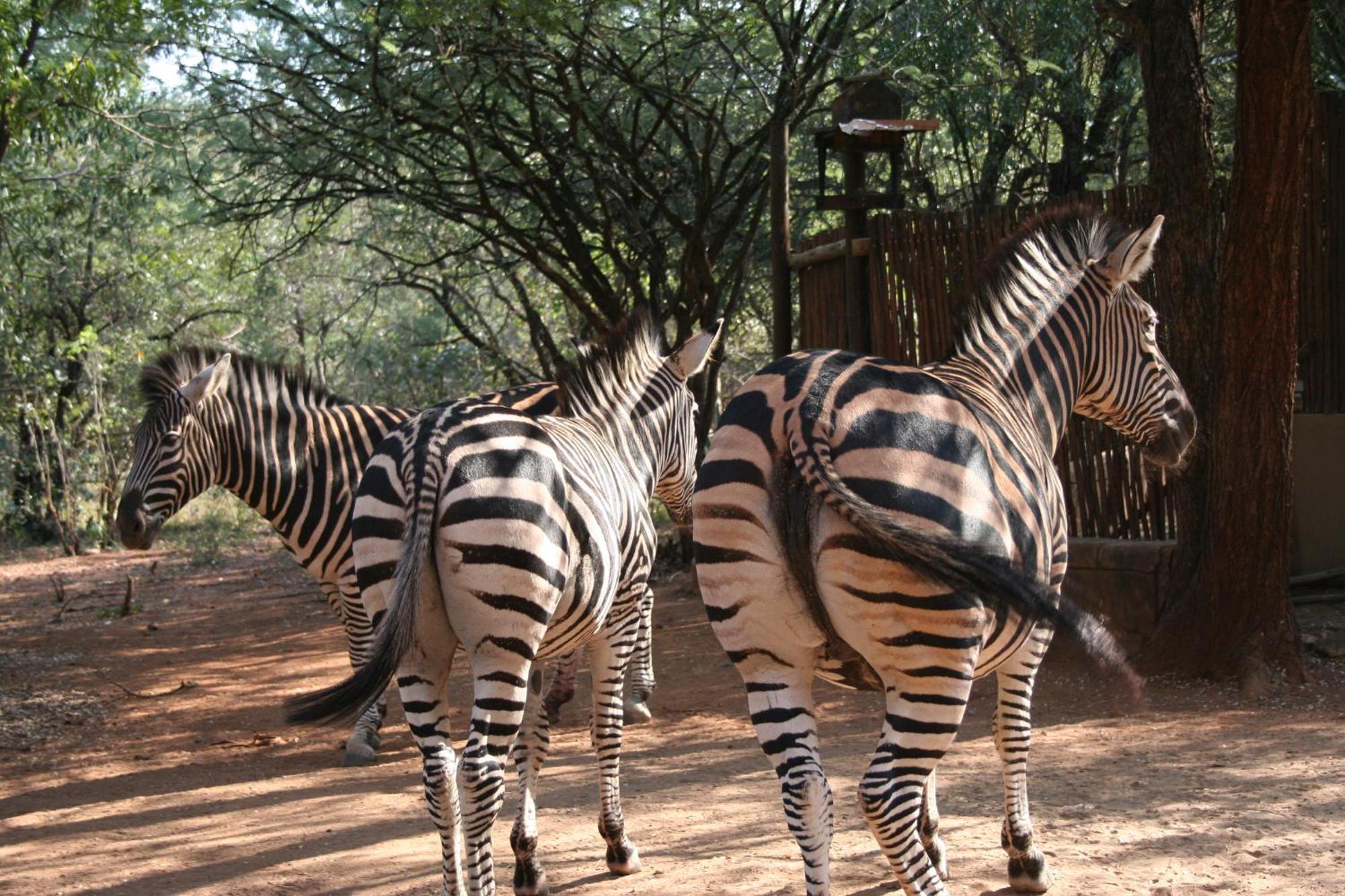 Kiburi Cottage @ Kruger Marloth Park Buitenkant foto